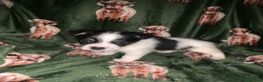 Jack Russell Puppy 1