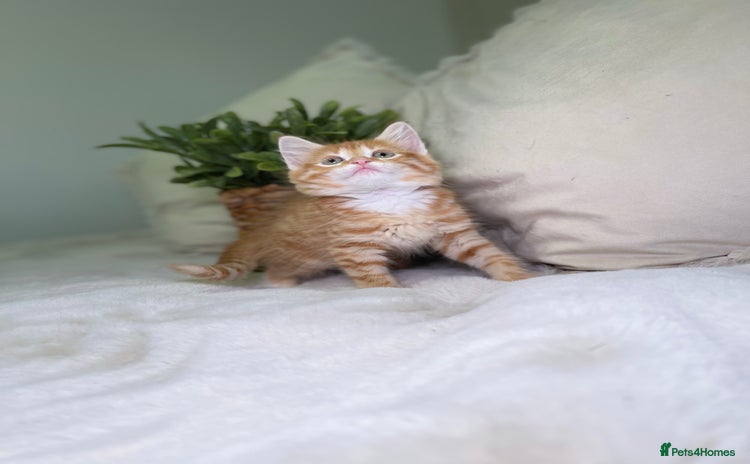 Mixed Breed cats - Advert 16