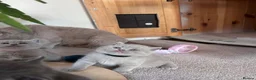 British Shorthair cats for sale: Tica registered British Shorthair Kittens  - Advert 5