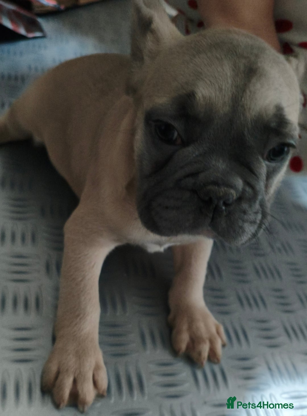 French Bulldog dogs for sale: French Bulldog Puppies looking for their home  - Advert 3