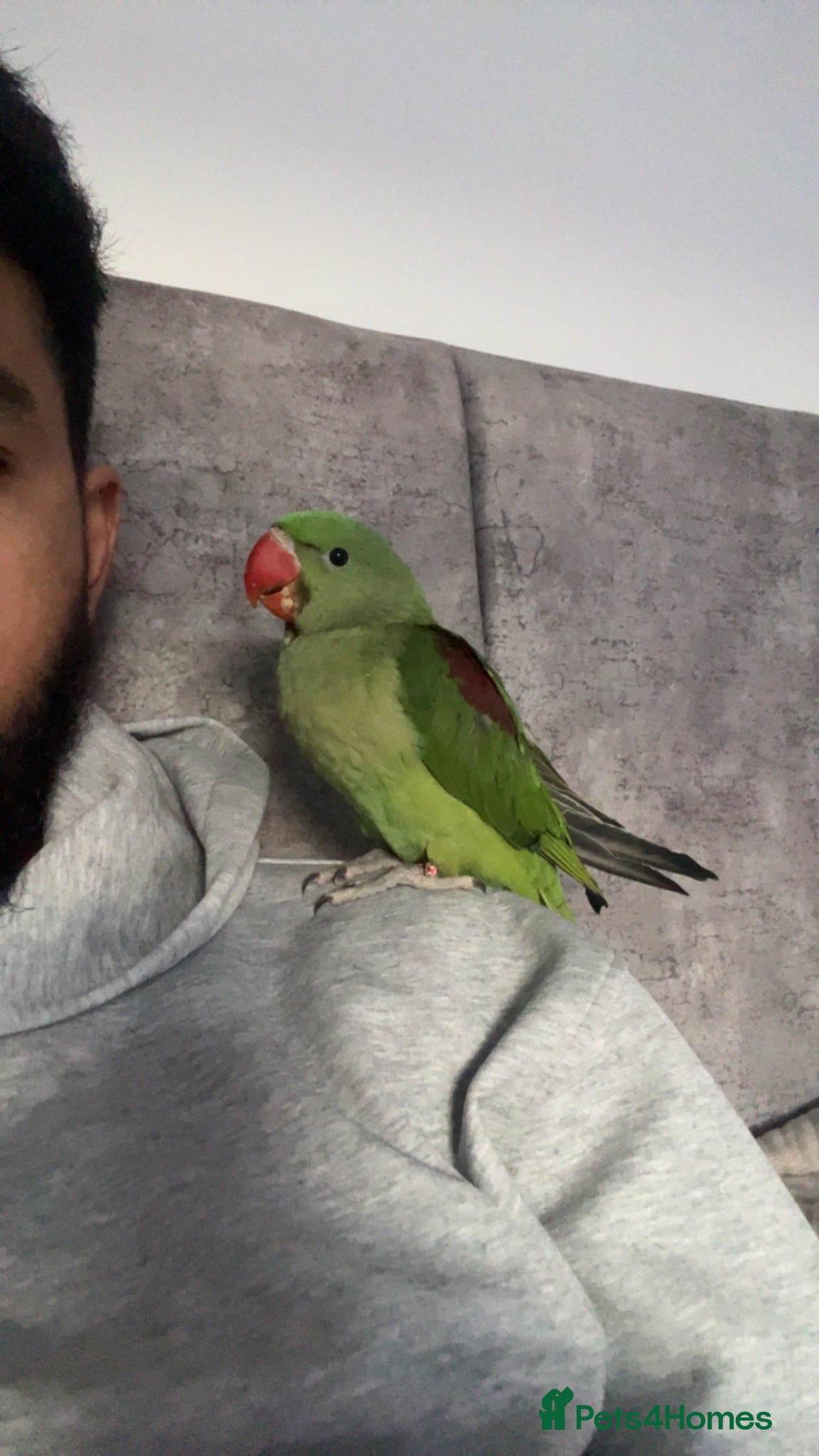 Parrots birds Alexandrian Raw parrot  & Yellow ring neck - Advert 4