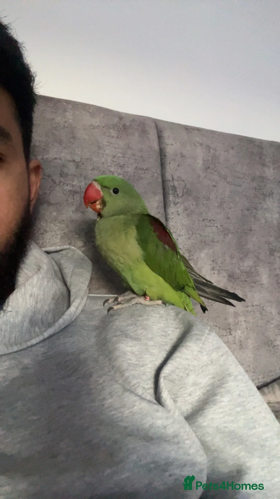 Parrots birds for sale: Alexandrian Raw parrot  & Yellow ring neck - Advert 1