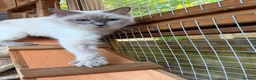 Ragdoll cats for adoption: Misty is looking for a forever home in Northwich - Advert 2