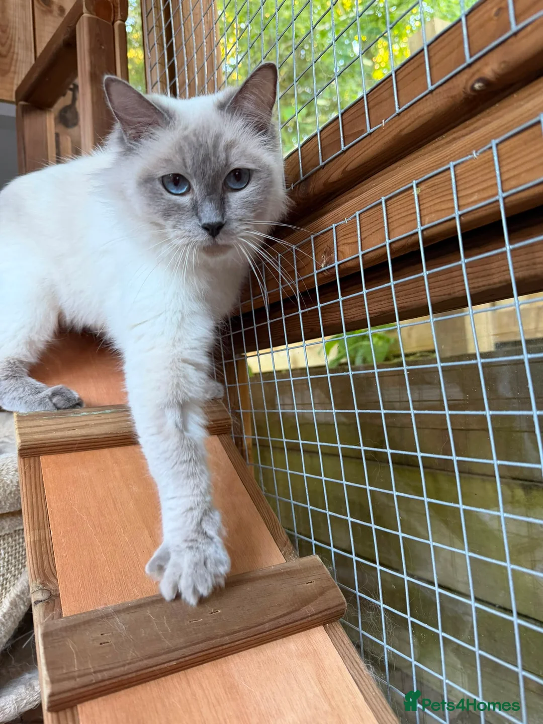 Ragdoll cats for adoption: Misty is looking for a forever home in Northwich - Advert 2