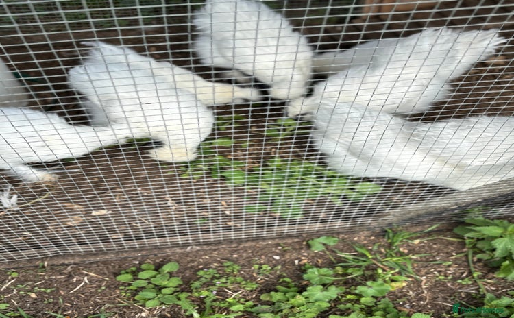 Chickens poultry - Advert 1