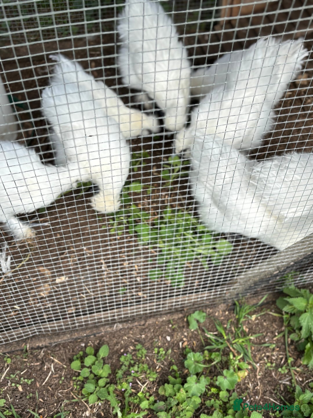 Chickens poultry for sale: White Silkies - Image 1