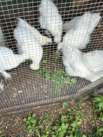 Chickens poultry - Advert 3