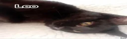 Mixed Breed cats for adoption: Beautiful Brothers Looking for Their Forever Home  - Advert 2