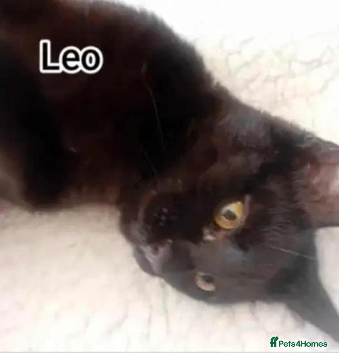 Mixed Breed cats for adoption: Beautiful Brothers Looking for Their Forever Home  - Advert 2