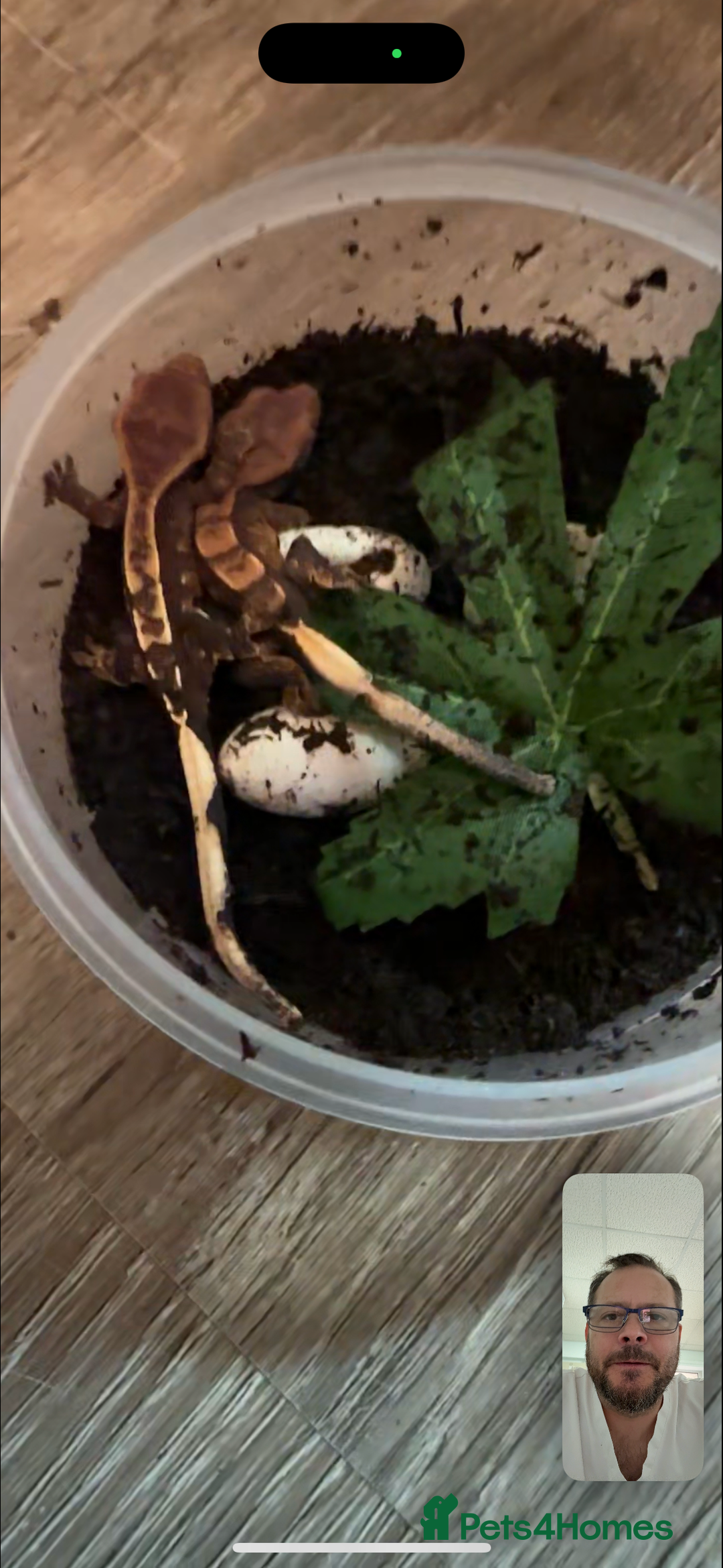 Gecko reptiles for sale: Crested Gecko - Image 4