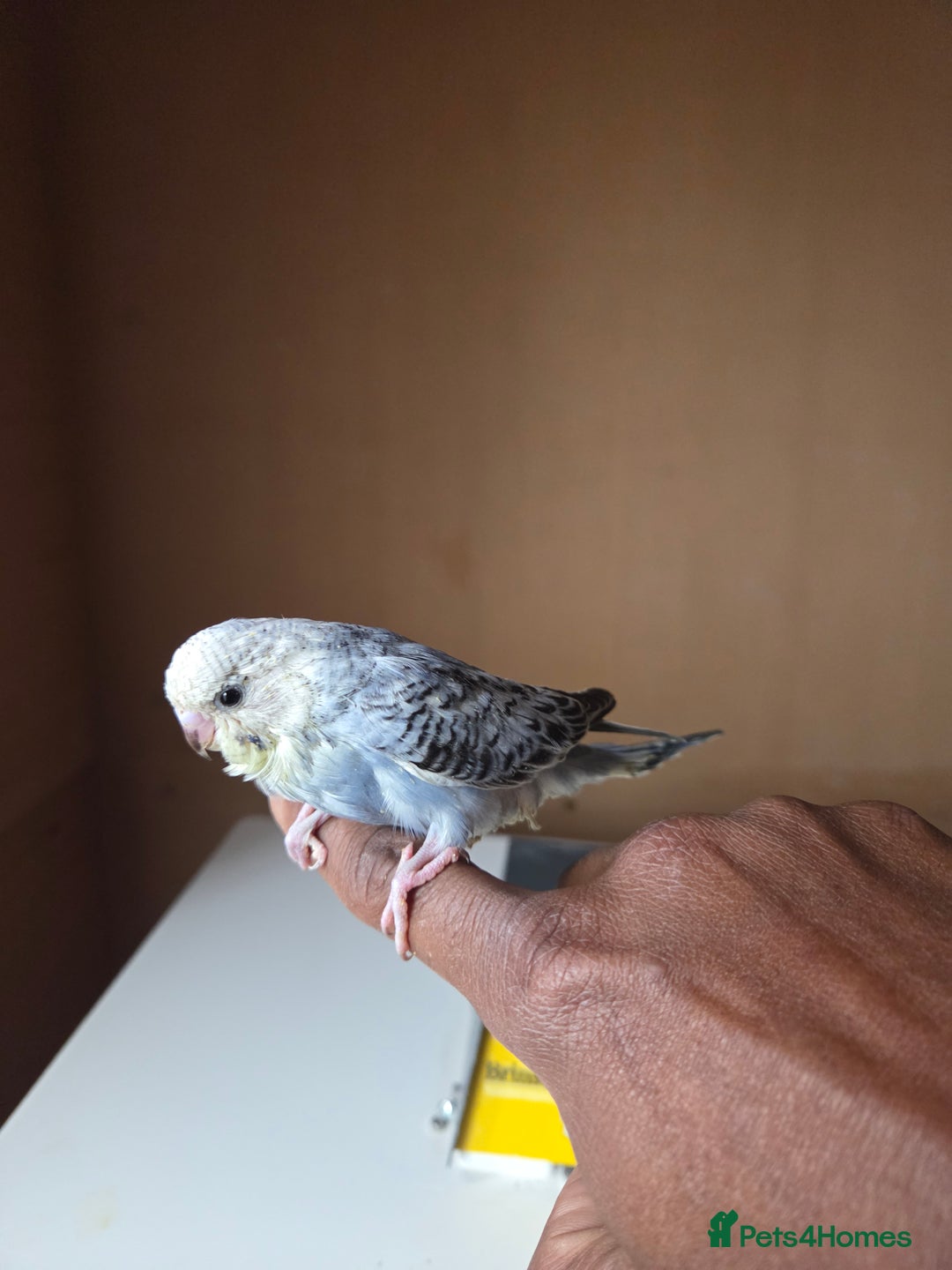 Budgerigars birds for sale: Hand reared baby budgies for sale - Image 7