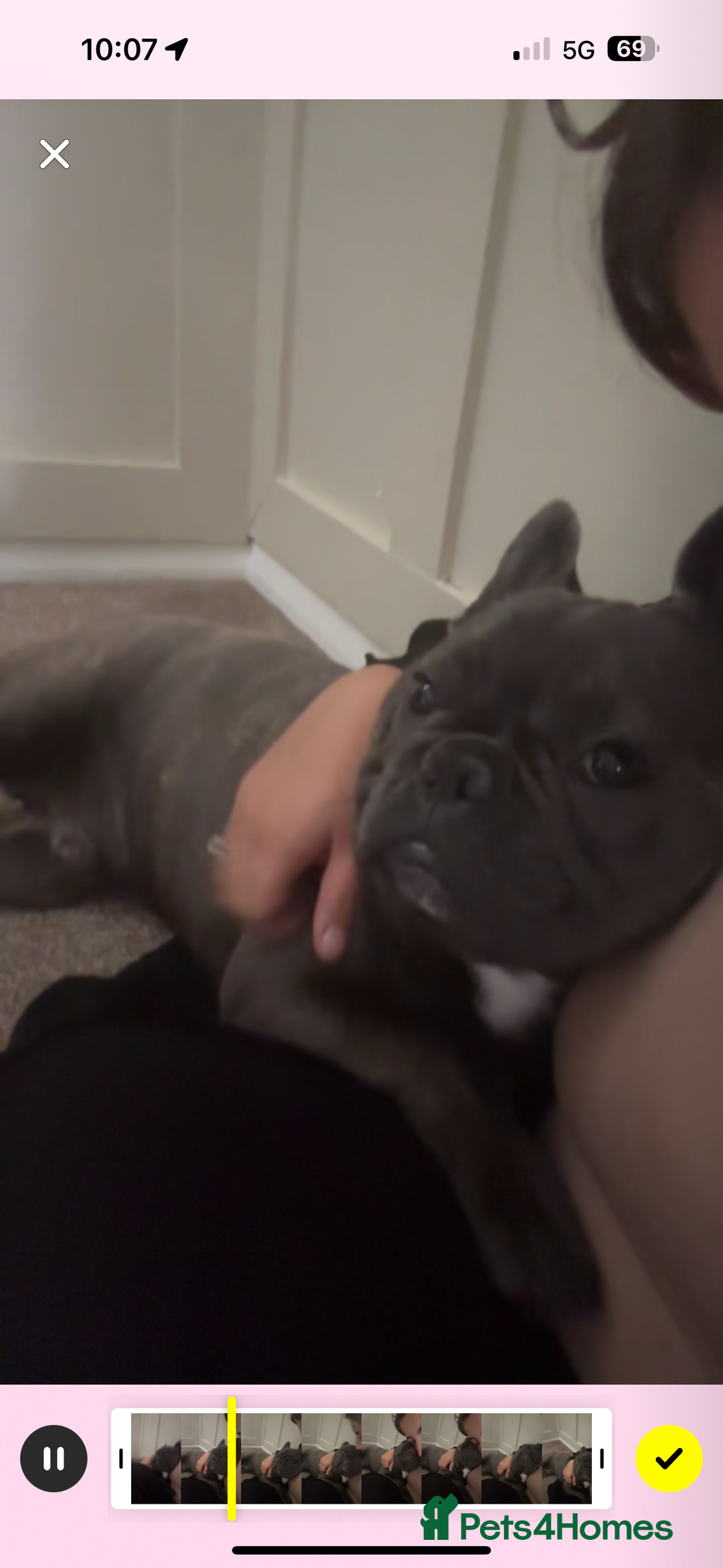 French Bulldog dogs for sale: french bulldog - Advert 4