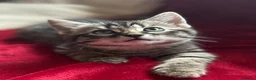 Mixed Breed cats for sale: Purr-fectly adorable playfull kittens - Advert 10