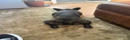French Bulldog dogs for sale: French bulldog needs new loving home in Solihull - Advert 3