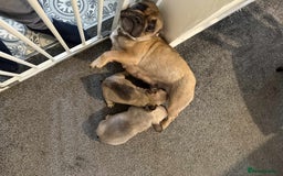 French Bulldog dogs for sale: pupis - Image 4