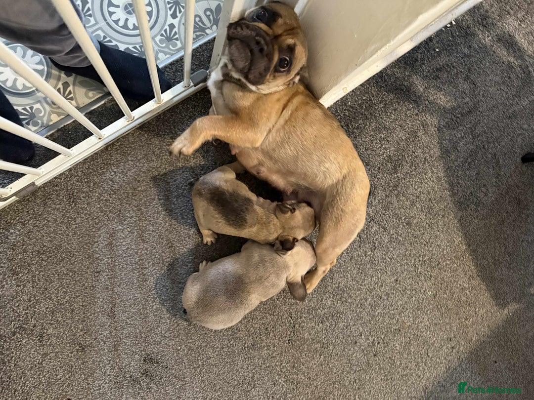 French Bulldog dogs for sale: pupis - Image 4
