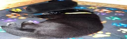 German Shepherd dogs for sale: beautiful shepkita puppies  - Advert 17