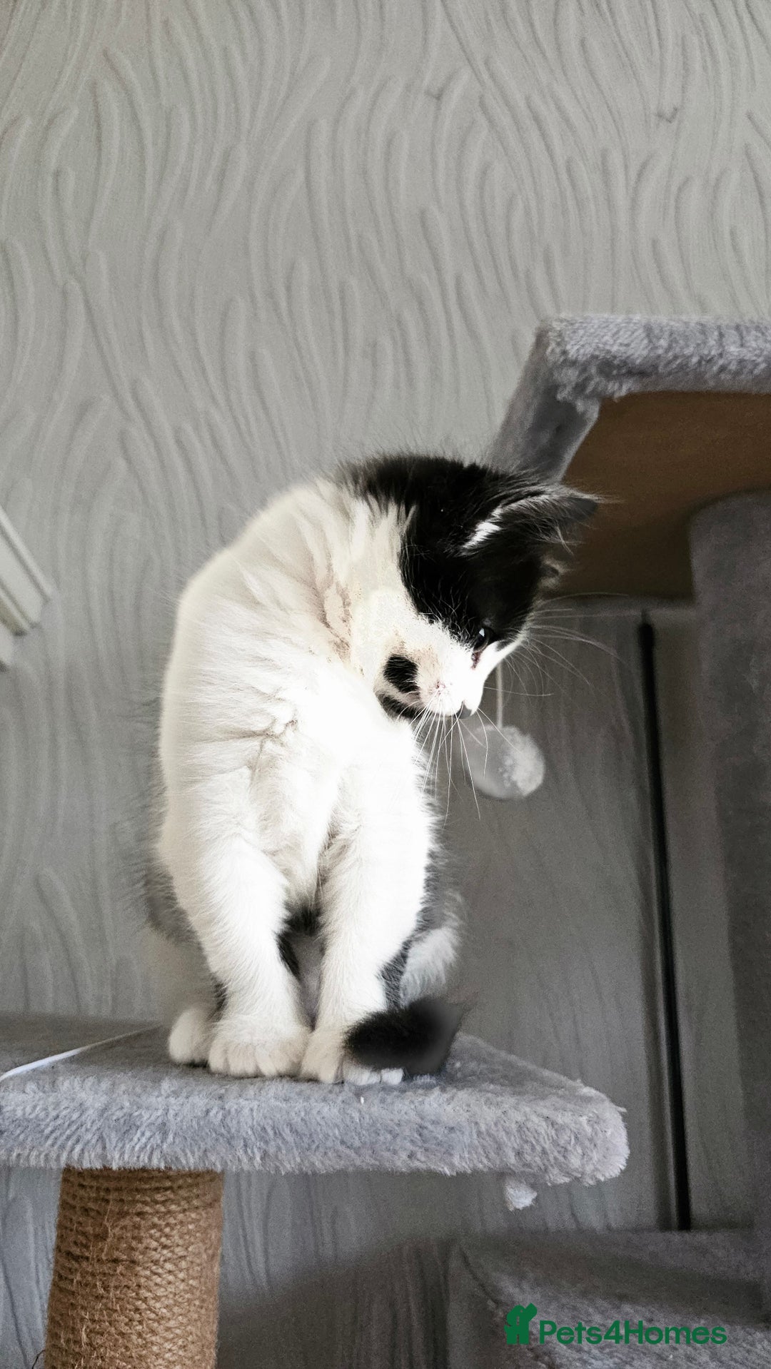 Mixed Breed cats for sale: 4 adorable kittens — 2 boys girls and 2 girls. - Image 20