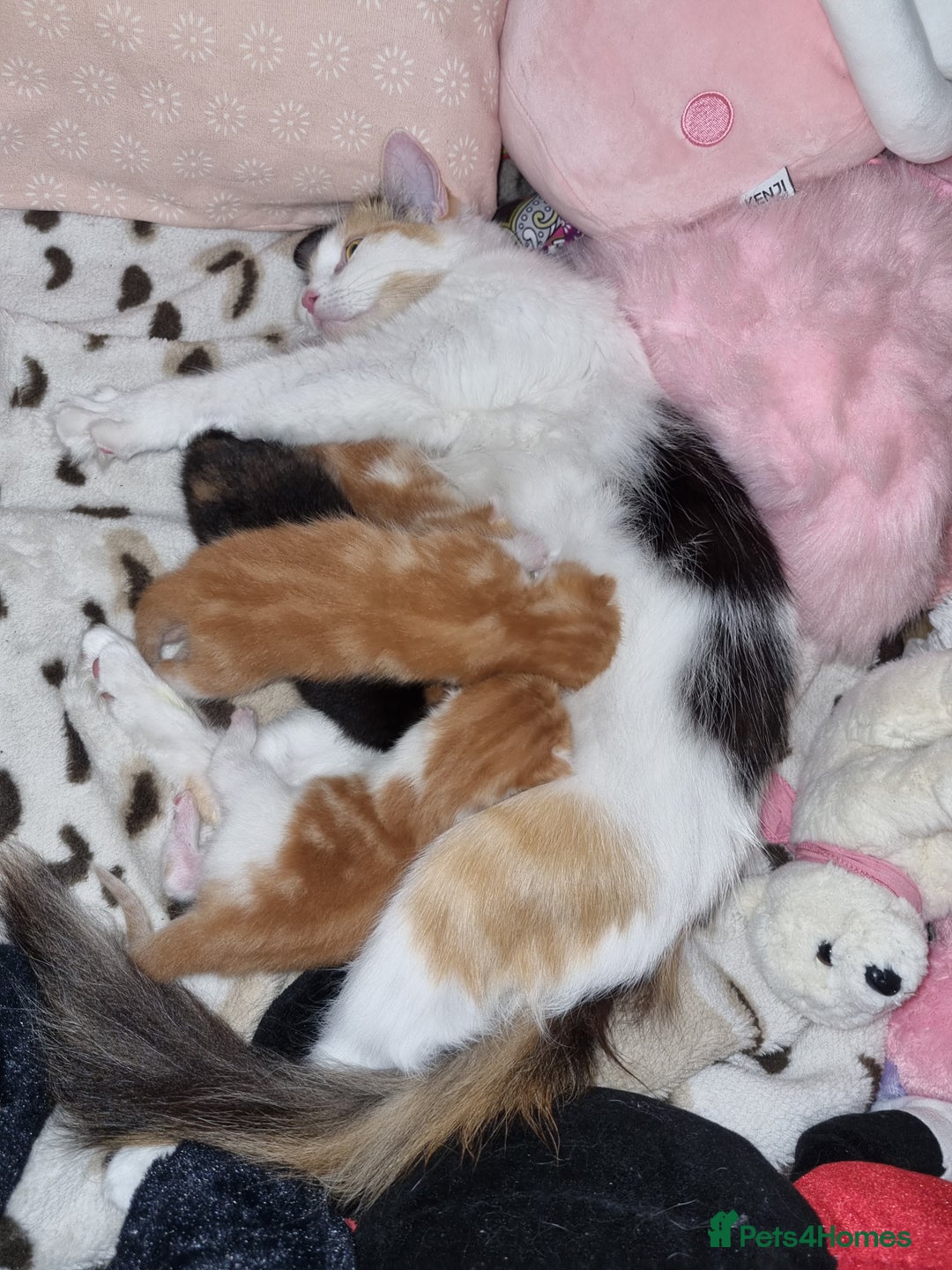 RagaMuffin cats for sale: Adorable Ragamuffin X kittens  - Image 11