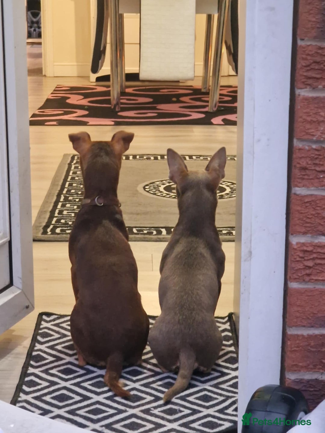 Jack Russell dogs for sale: Beautiful Muchwenlock Jack Russell puppies - Advert 5