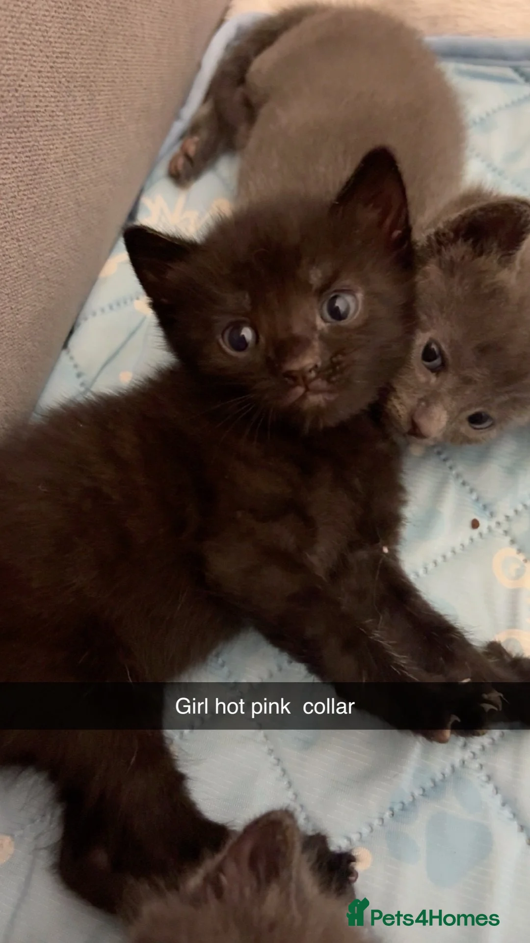 Mixed Breed cats for sale: Ragdoll × British Shorthair/Moggie cross kittens - Advert 2