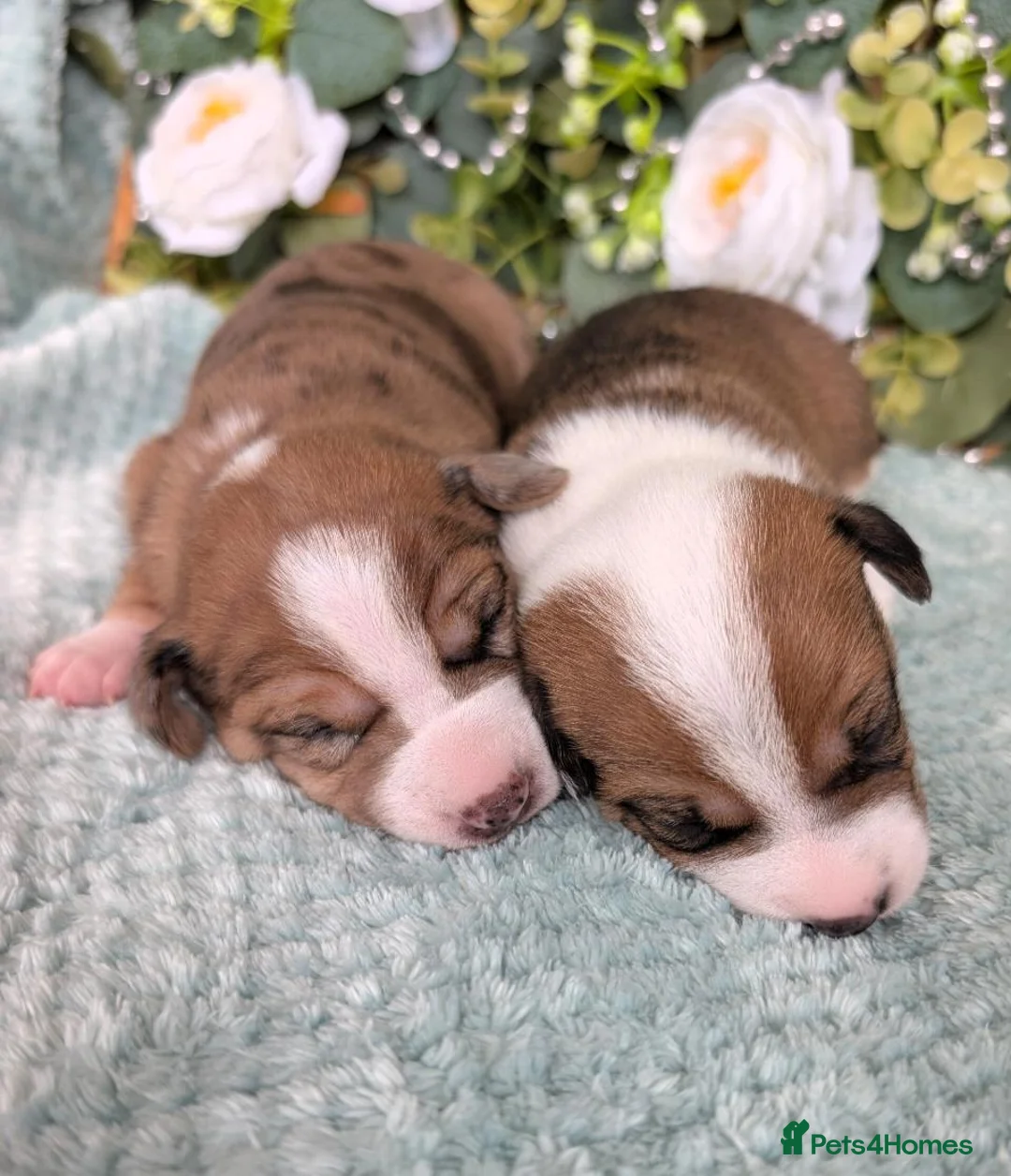 Mixed Breed dogs for sale: 3/4 Jack Russell puppies ❤️🐶 - Advert 1