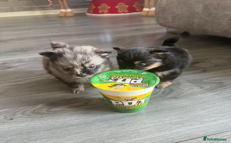 Pomchi dogs 3/4 Pomeranian  - Advert 13