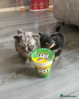 Pomchi dogs 3/4 Pomeranian - Advert 3