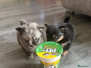 Pomchi dogs 3/4 Pomeranian - Advert 14