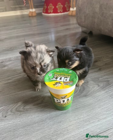 Pomchi dogs 3/4 Pomeranian - Advert 13