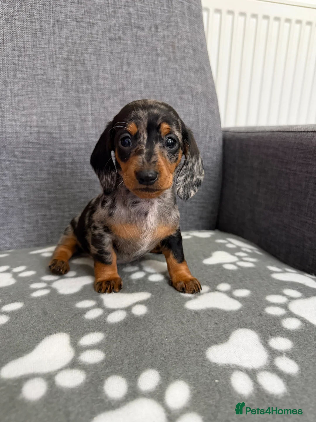 Dachshund dogs for sale: Miniature Dachshund puppies  - Advert 5
