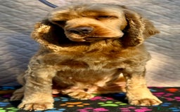 American Cocker Spaniel dogs for adoption: Ruby’s Story: Left Behind, Found Just in Time - Image 1