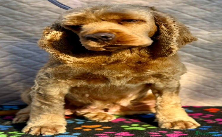 American Cocker Spaniel dogs - Advert 1