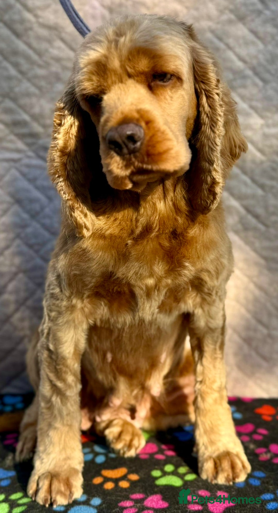 American Cocker Spaniel dogs for adoption: Ruby’s Story: Left Behind, Found Just in Time - Image 1