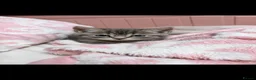 Persian cats for sale: Persian babies ready  - Advert 3
