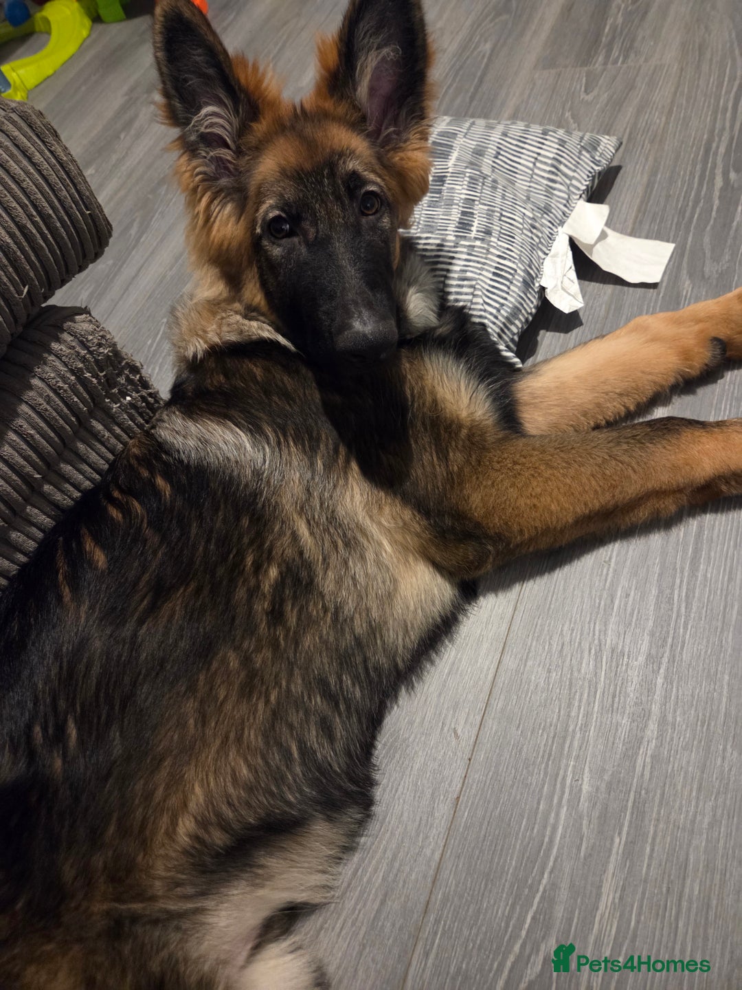 German Shepherd dogs for sale: 5 month german  - Advert 4