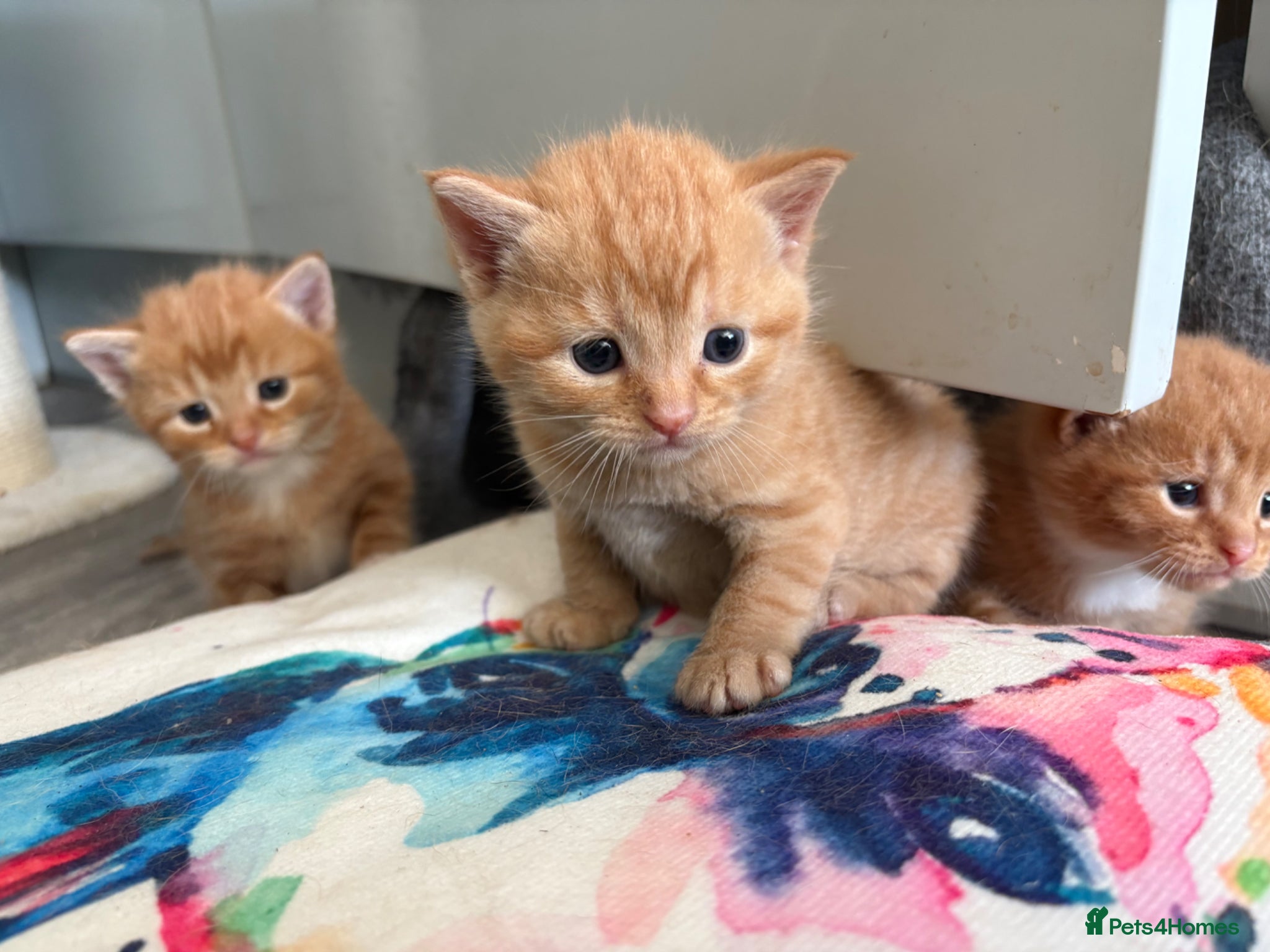 Mixed Breed cats Maine Coone x Ragdoll Full Ginger Litter - Advert 15