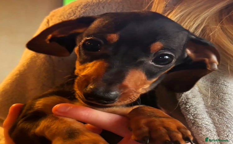 Miniature Dachshund dogs Stunning Miniature Dachshund Puppies - Advert 16