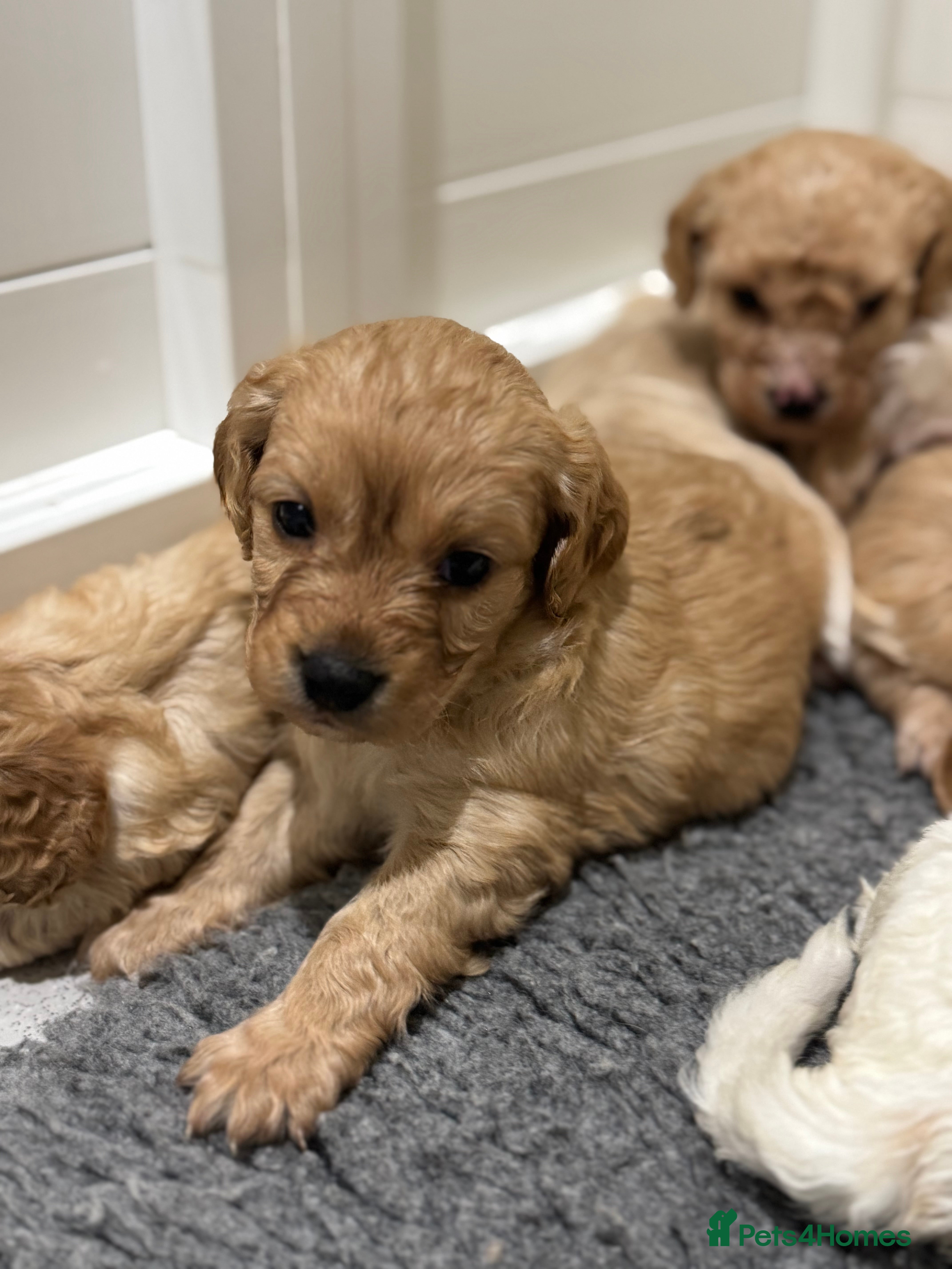 Cavapoochon dogs Cavapoochon puppies - Advert 17