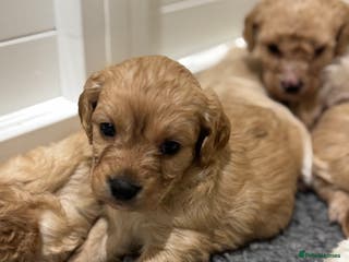 Cavapoochon dogs Cavapoochon puppies - Advert 17