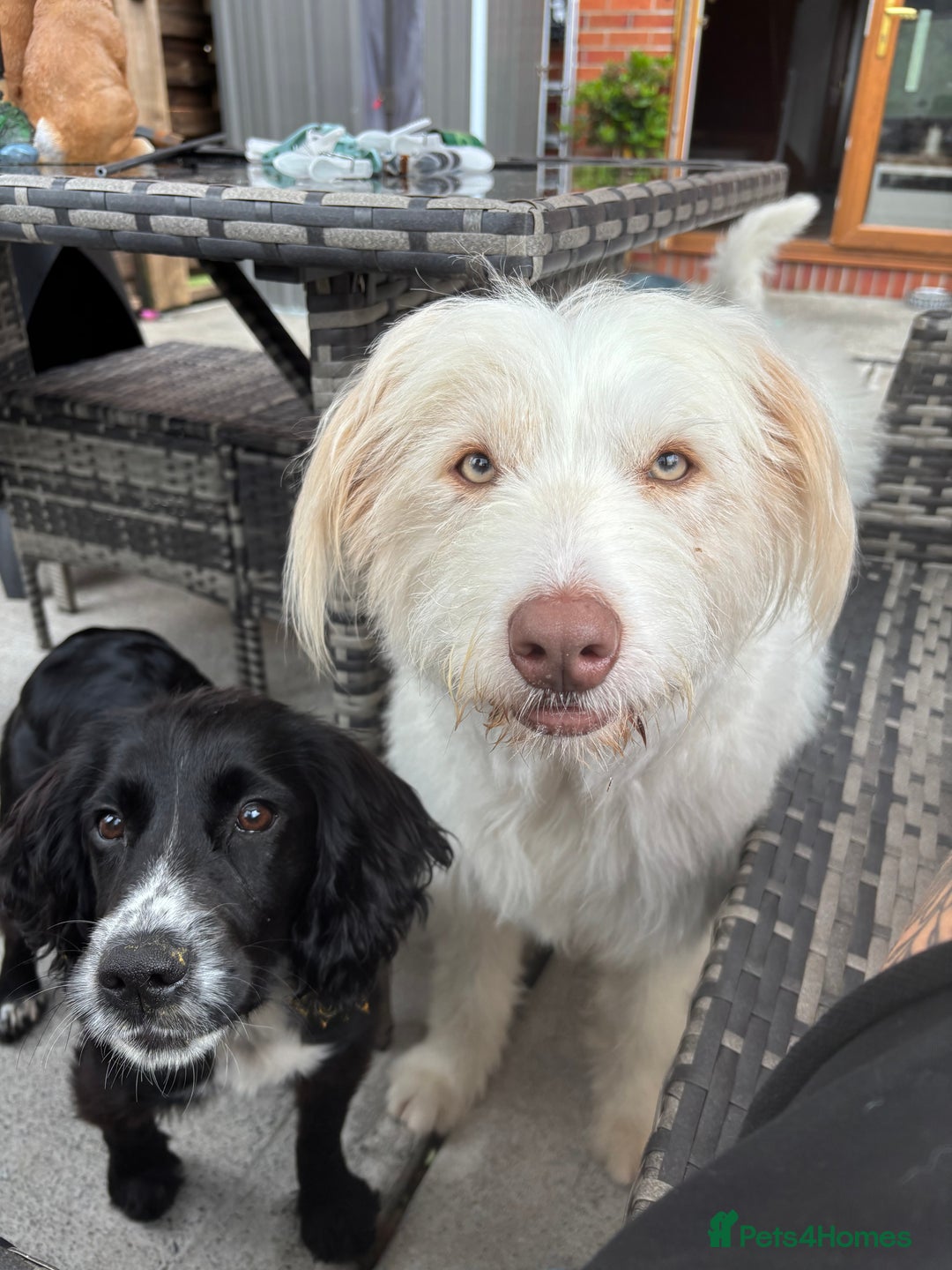 Bearded Collie dogs for sale: Bearded cross x border collie puppies  - Advert 17