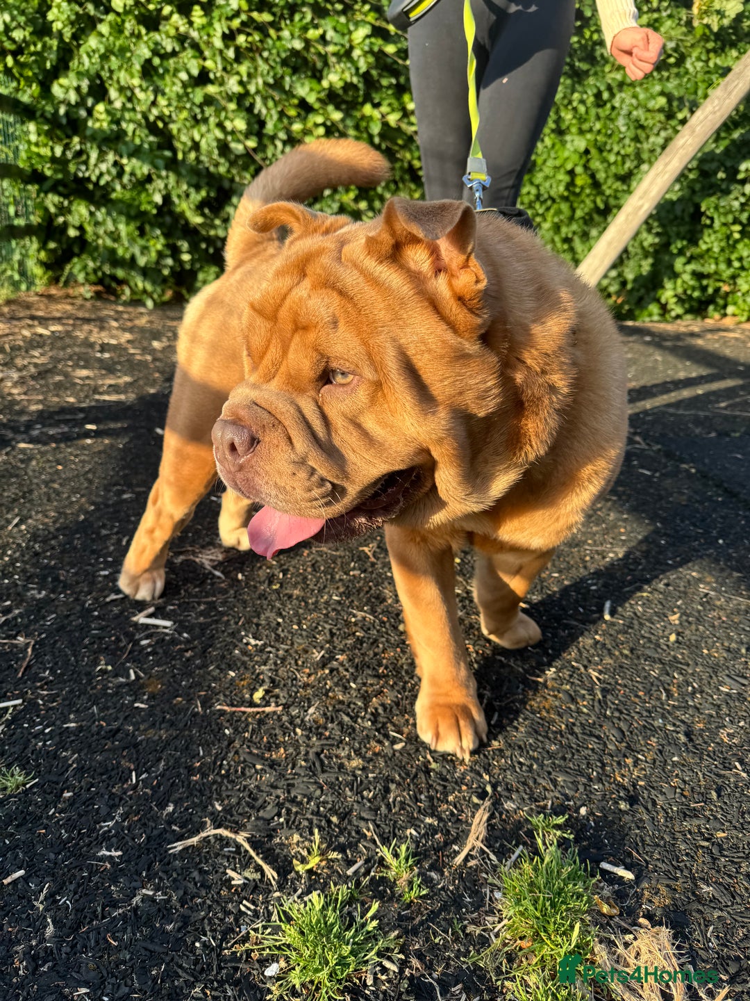 Mixed Breed dogs for sale: Hank  - Image 6