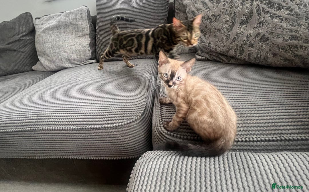 Bengal cats for sale: Stunning full pedigree bengal kittens *READY*  - Image 16