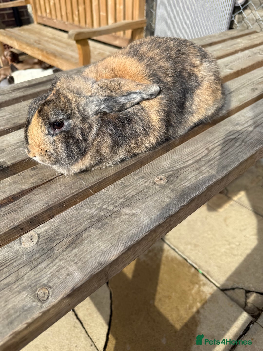 Mini Lop rabbits for sale: Gorgeous mini lops - Image 3
