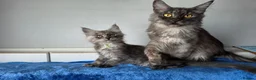 Maine Coon cats for sale: GCCF-registered Maine Coon kittens. - Advert 11