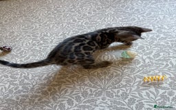 Bengal cats for sale: Pedigree TICA Bengal Brown Rosetted Male Kitten - Image 23