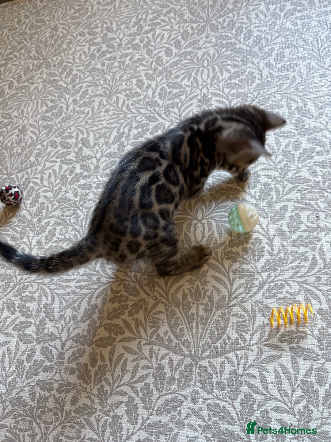 Bengal cats for sale: Pedigree TICA Bengal Brown Rosetted Male Kitten - Image 23