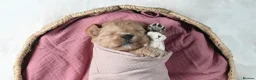 Goldendoodle dogs for sale: Quality Health Tested Goldendoodles - Advert 14