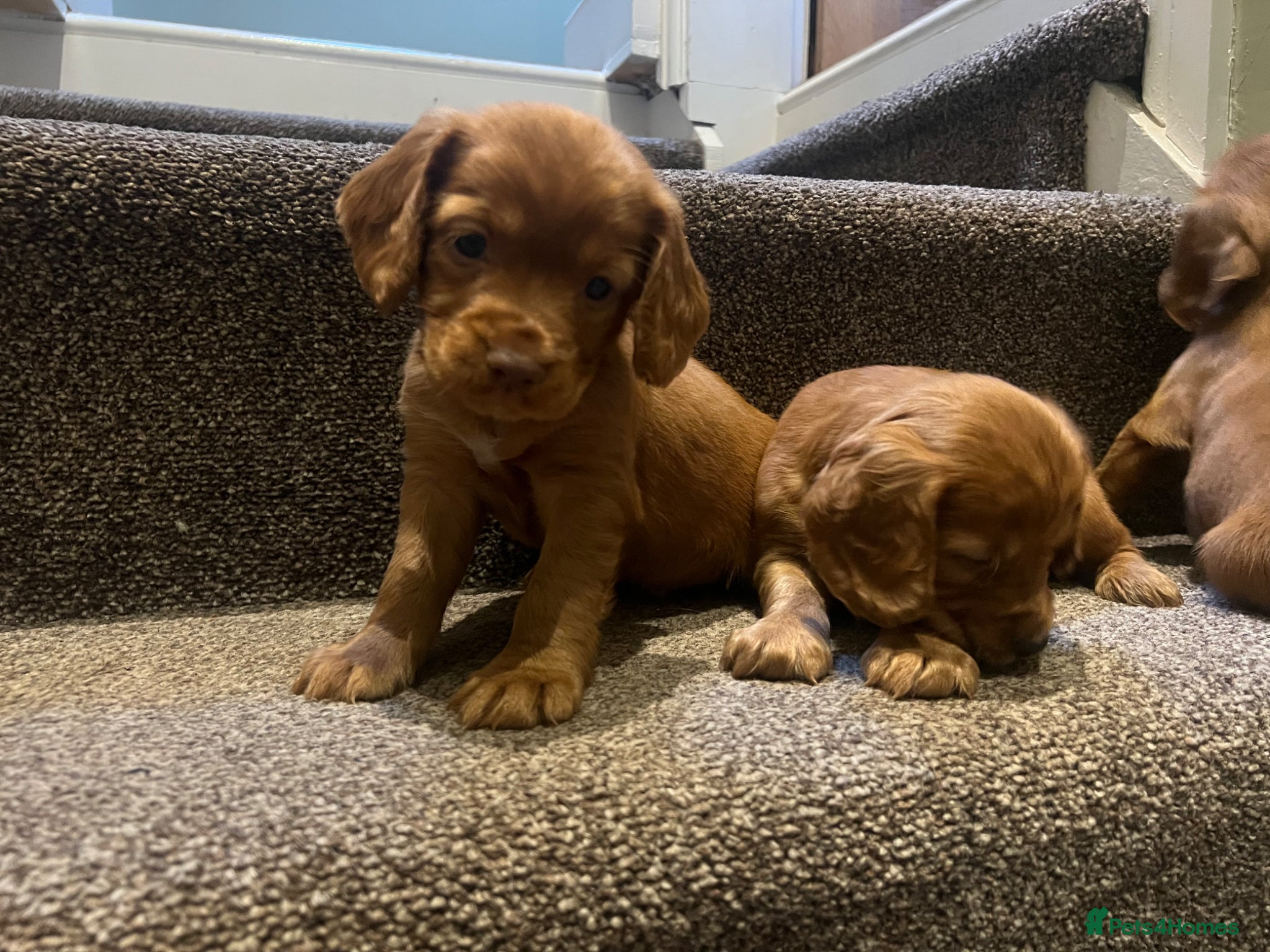 Cocker Spaniel dogs Working cocker spaniel kc registered boys only  - Advert 1