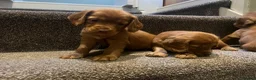Cocker Spaniel dogs for sale: Working cocker spaniel kc registered boys only  - Advert 2